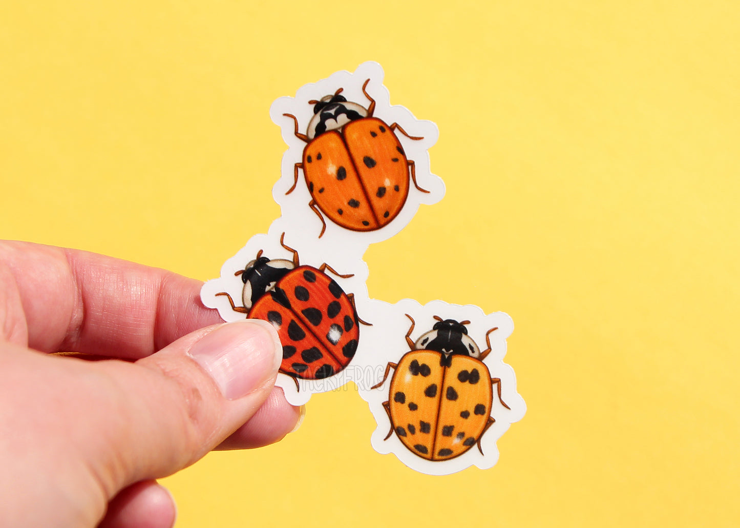 The clear vinyl sticker of three ladybugs with the white paper backing still on.
