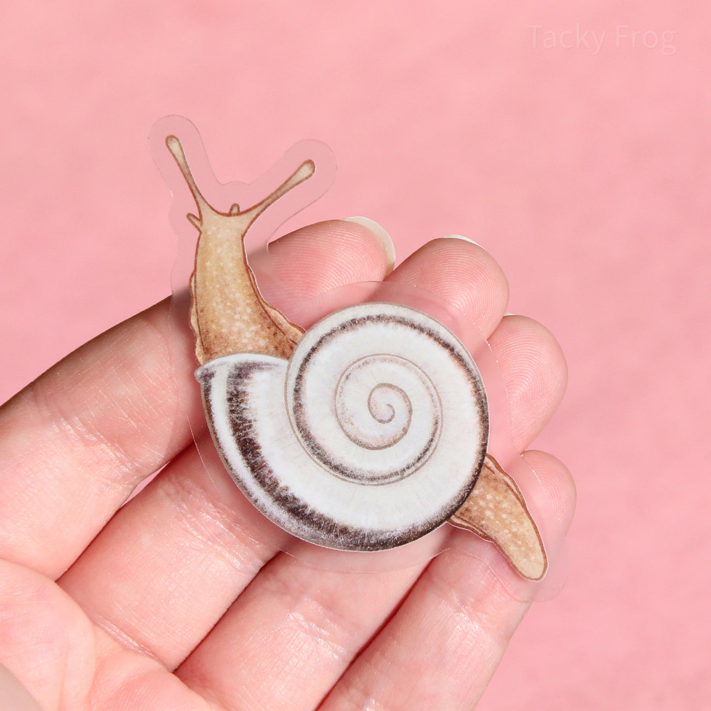 A clear vinyl sticker of a white garden snail.