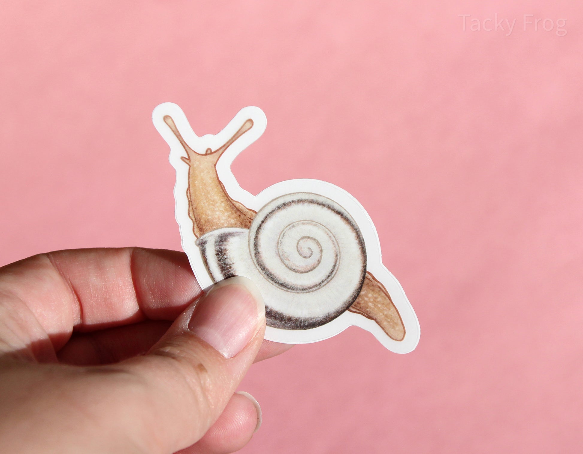 The white garden snail clear vinyl sticker with the white paper backing still on.