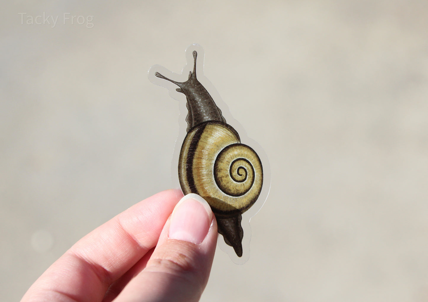 Another view of the yellow grove snail.