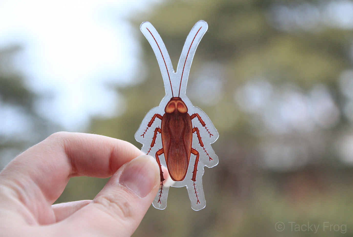 The clear vinyl cockroach sticker held up in the air.