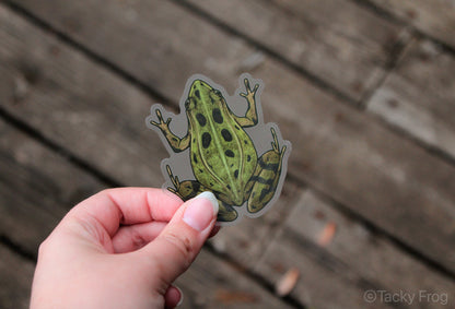 The leopard frog clear vinyl sticker is 3 x 2.66 inches.