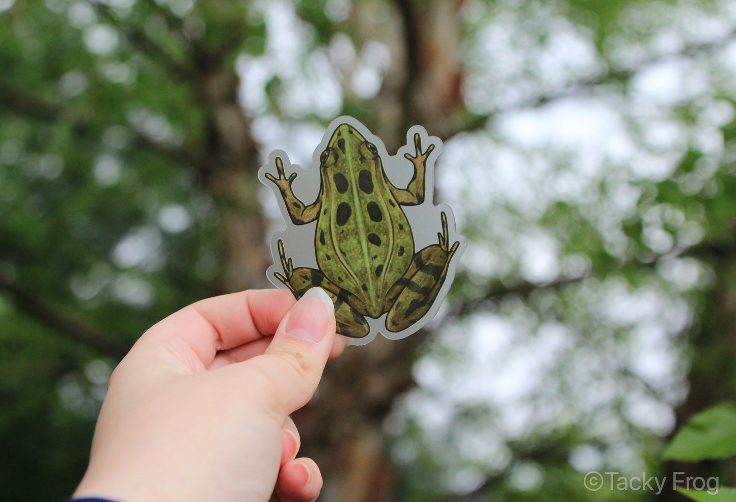 The leopard frog clear vinyl sticker held in front of a tree.