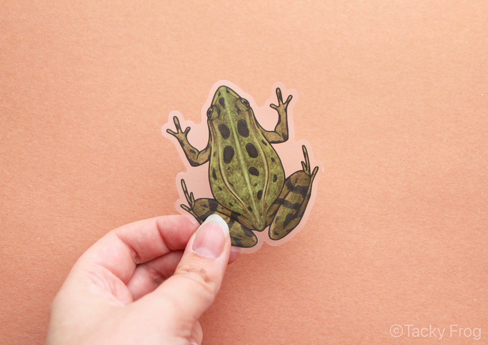 The leopard frog clear vinyl sticker held against an orange background.