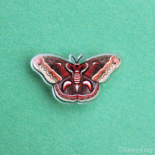 Close-up of cecropia moth acrylic pin.