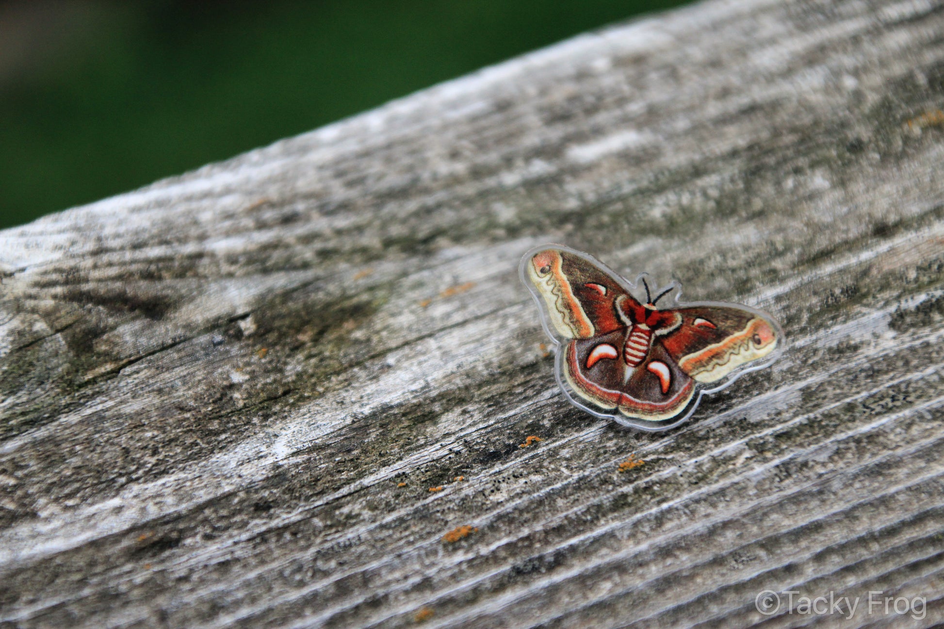 Cecropia moth acrylic pin propped up on a piece of wood.