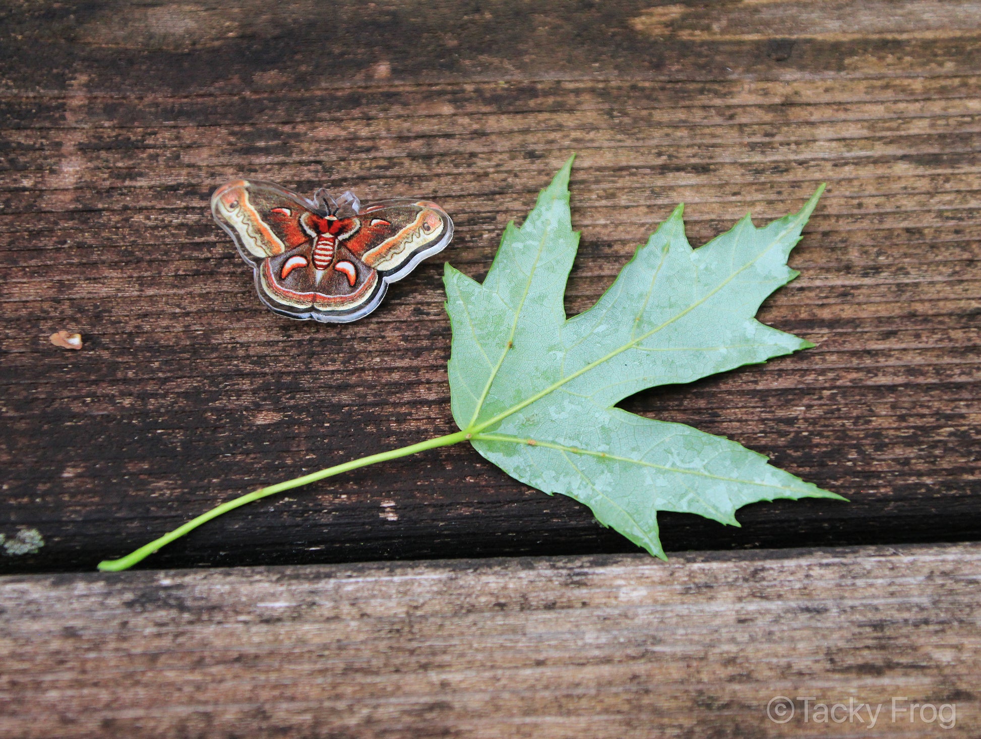 Cecropia moth pin next to a small maple leaf.