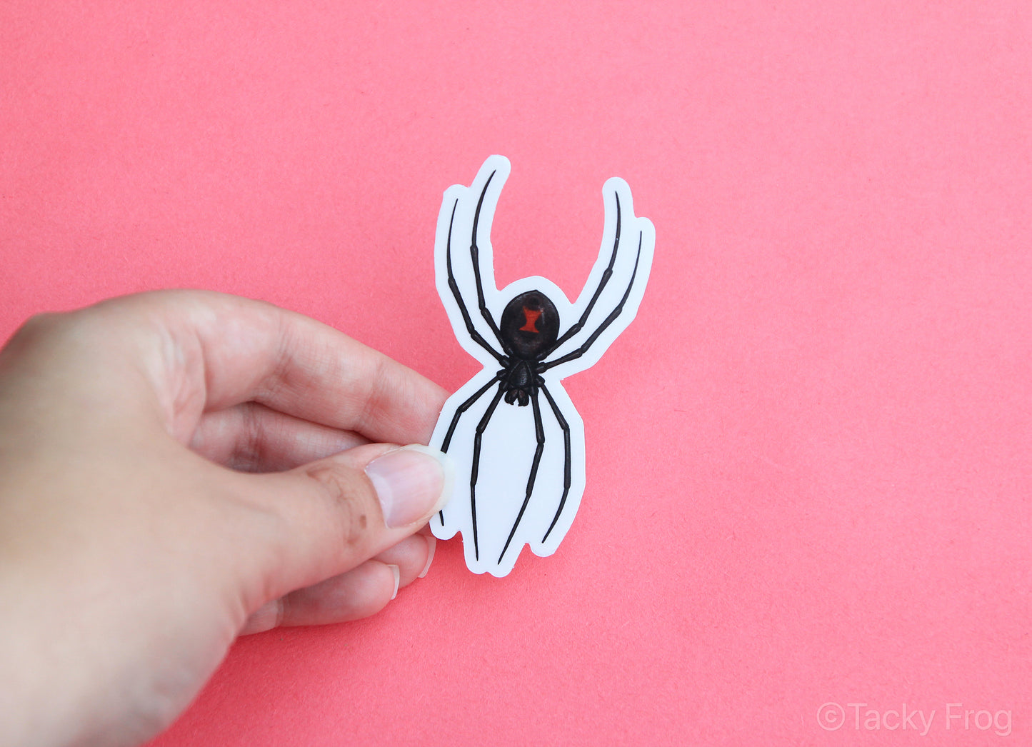 A clear vinyl sticker of a black widow spider with the white backing paper still on.