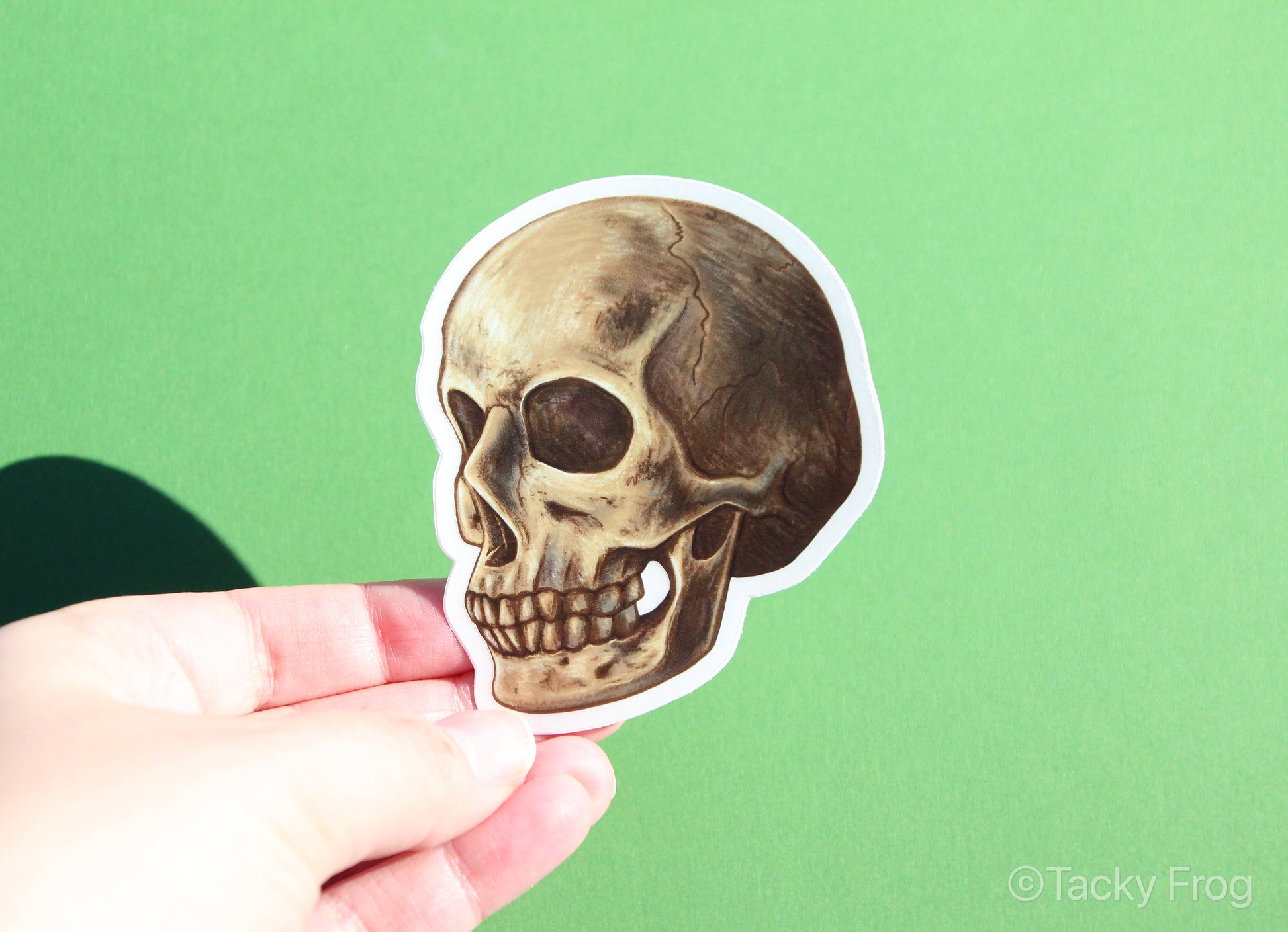 A clear vinyl sticker of a skull with the paper backing still on.