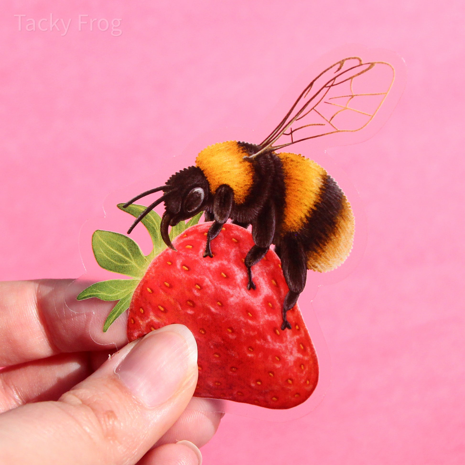 A clear vinyl sticker of a bumblebee perched on a strawberry.